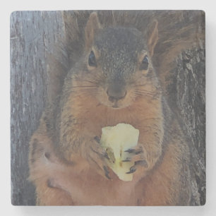 Squirrel  stone coaster