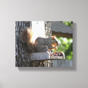 Squirrel Stretched Canvas Print