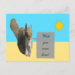 Squirrel Sunshine Postcard
