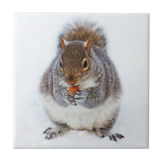 Squirrel Tile (Front)