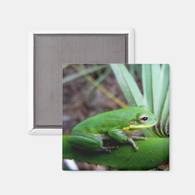 Squirrel Tree Frog, Timucuan Preserve, Florida Magnet (Front/Back)