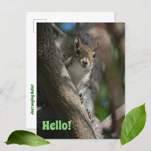 Squirrel Watching You Cute Closeup Photographic Postcard