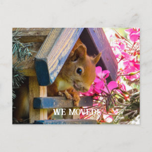  Squirrel We Moved Postcard