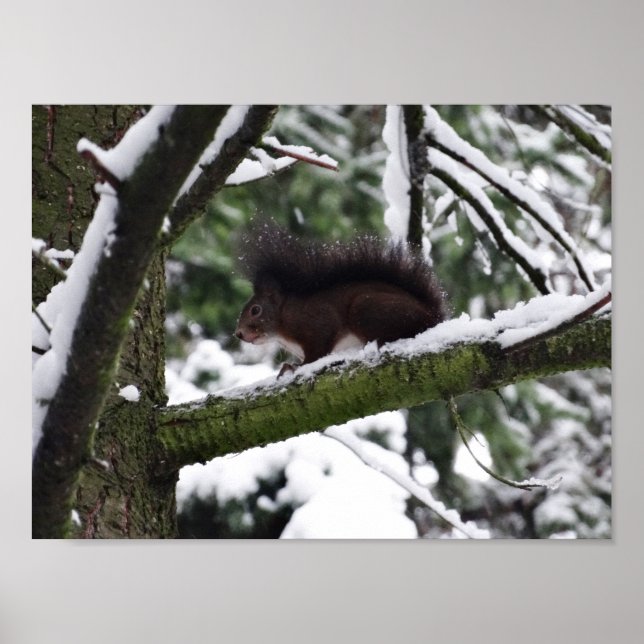 Squirrel Winter Photo Value Poster Paper (Matte) (Front)