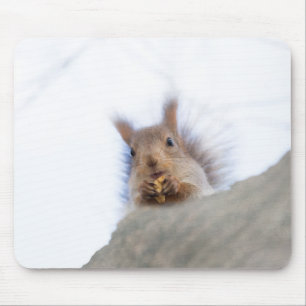 Squirrel with a walnut mouse pad