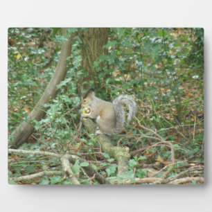 Squirrel with Acorn Plaque