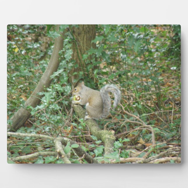 Squirrel with Acorn Plaque (Front)