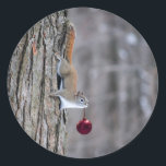 Squirrel with Christmas ornament stickers<br><div class="desc">Matching greeting cards,  postage stamps,  ornaments and other products are available in my Zazzle store.</div>