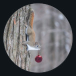 Squirrel with Christmas ornament stickers<br><div class="desc">Matching greeting cards,  postage stamps,  ornaments and other products are available in my Zazzle store.</div>