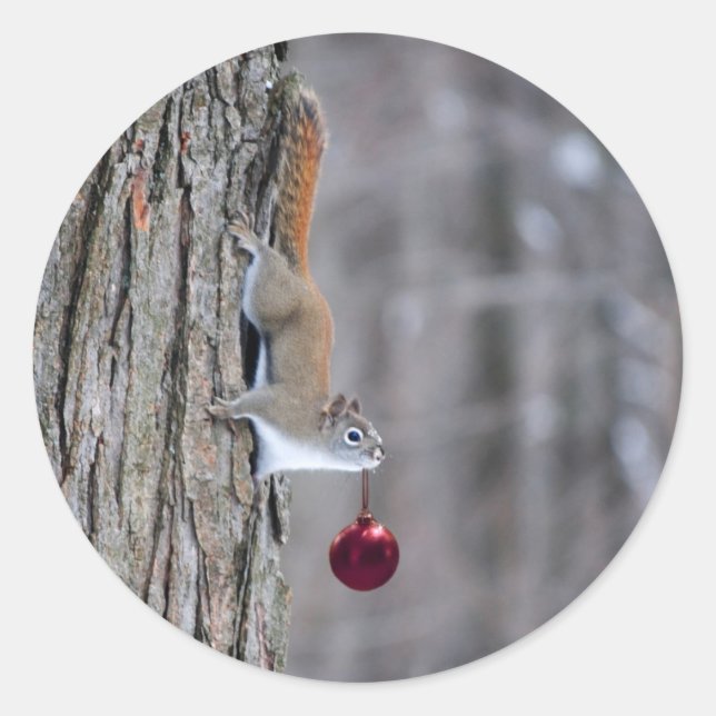 Squirrel with Christmas ornament stickers (Front)
