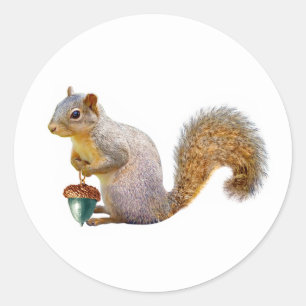 Squirrel with Coloured Acorn Stickers