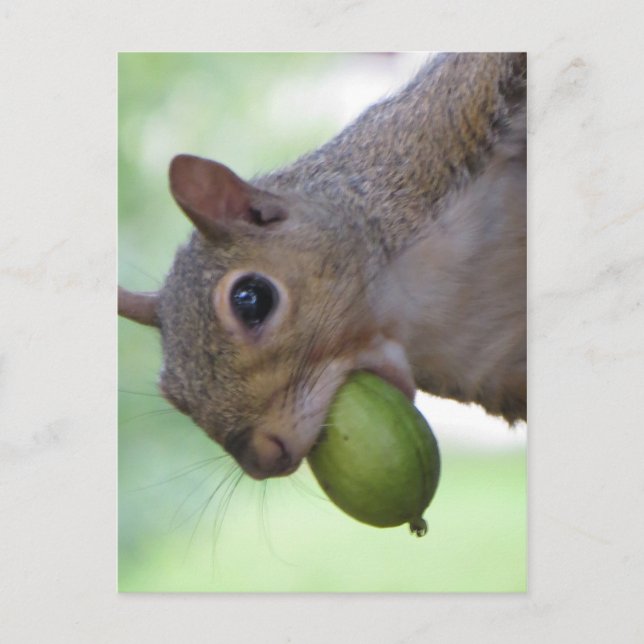 Squirrel With Full Mouth Postcard (Front)