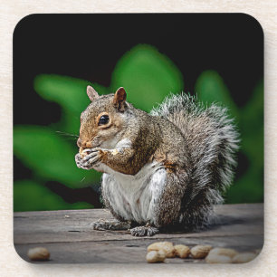 Squirrel with peanuts coaster