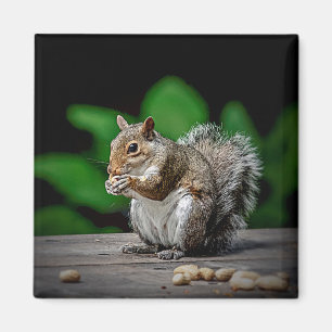 Squirrel with peanuts magnet