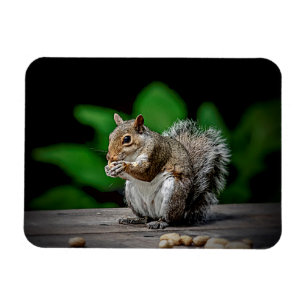 Squirrel with peanuts magnet