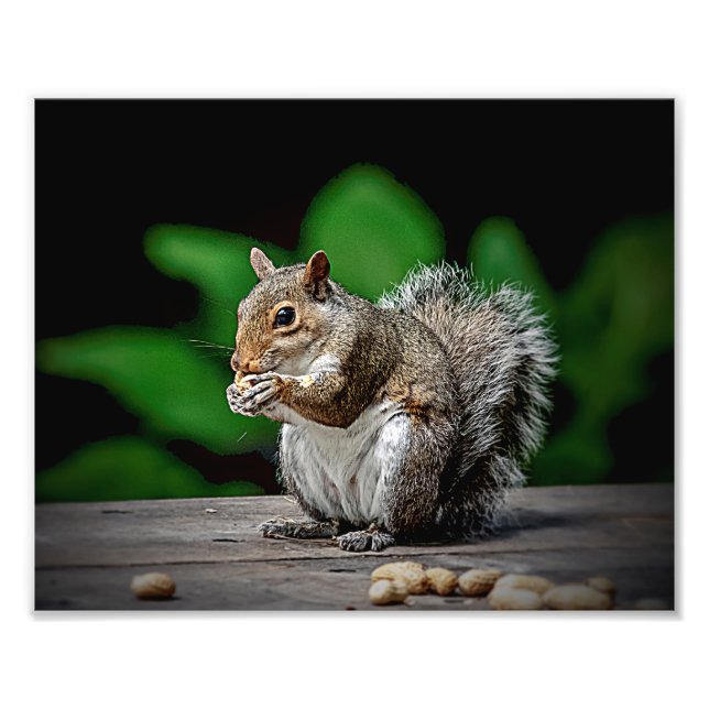 Squirrel with peanuts photo print (Front)
