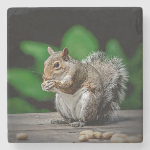 Squirrel with peanuts stone coaster