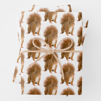 Squirrel  wrapping paper sheet