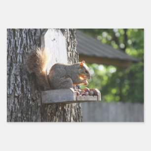 Squirrel Wrapping Paper sheets