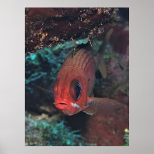 Squirrelfish Portrait Poster