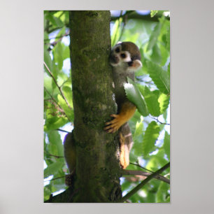 Squirrelmonkey poster