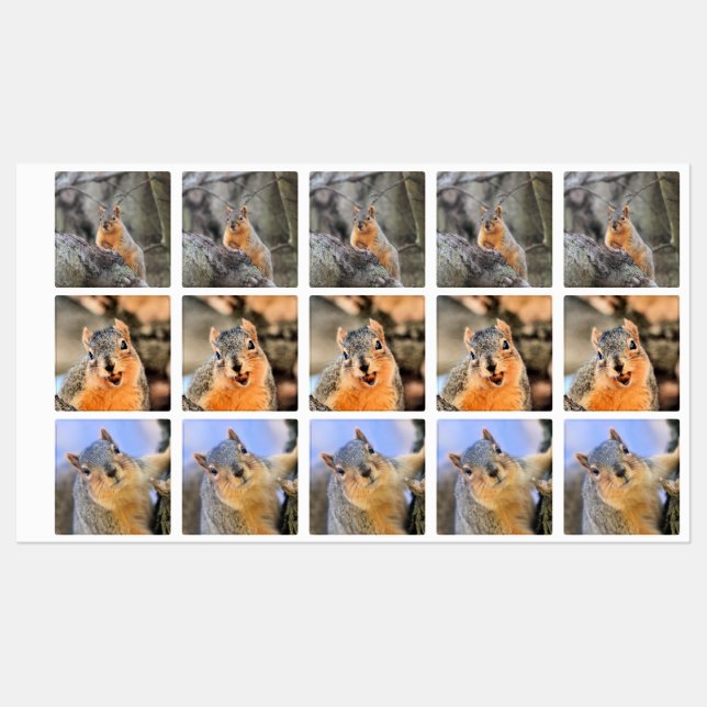 Squirrels (Sheet)
