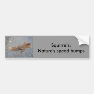 Squirrels Bumper Sticker