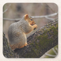 Squirrel's Prize
