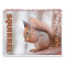 Squirrels Wall Calendar