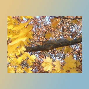 Squirrel's Zen Moment  Postcard