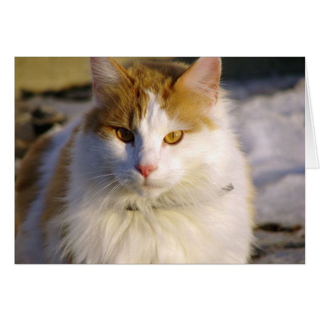 Squishy (Front Horizontal)