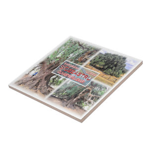SRD006 LURAS, Millennial Olive Tree, Tile