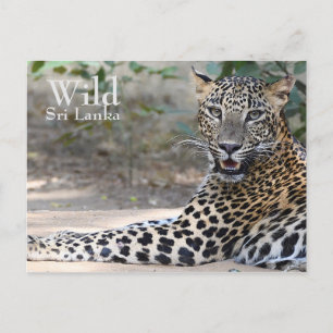 Sri Lanka Leopard Postcard
