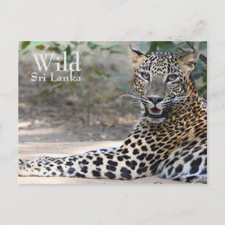 Sri Lanka Leopard Postcard