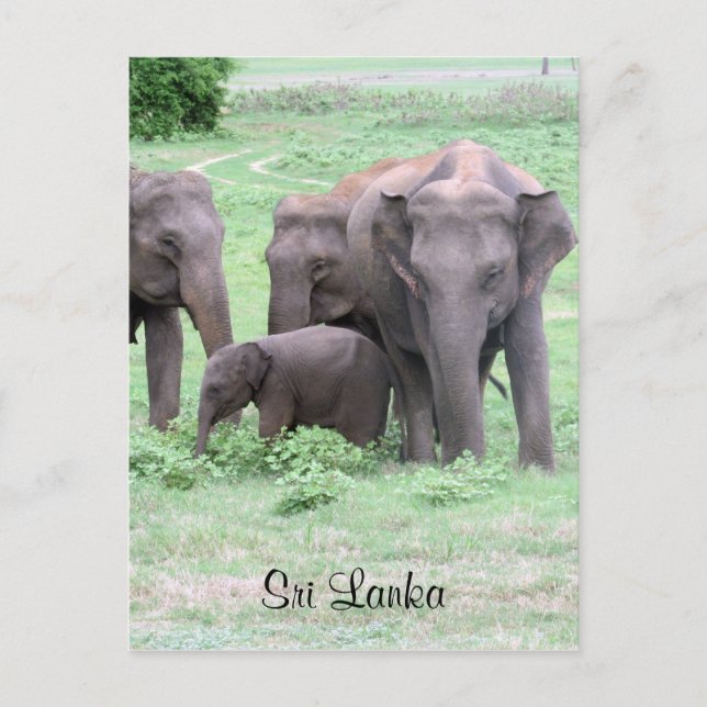 sri lankan elephants postcard (Front)