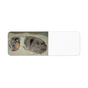 SS Blue Merle White and Tan  puppy label