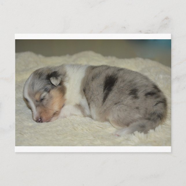 SS Blue Merle White and Tan puppy postcard (Front)