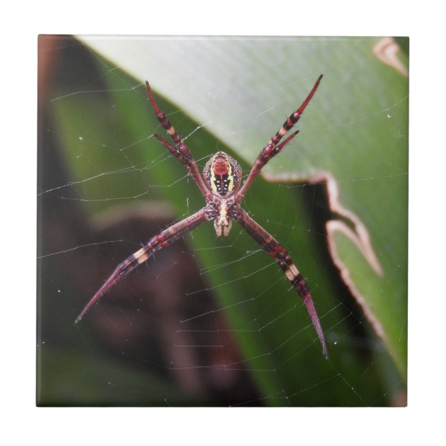 St Andrew's Cross Spider Tile (Front)