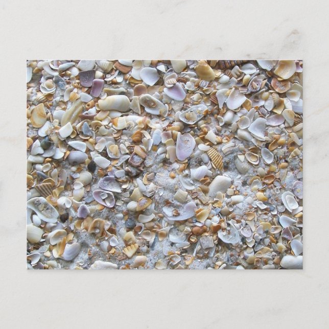 St. Augustine Beach Sand. Tiny Shells Florida Postcard (Front)
