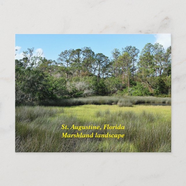 St. Augustine, Florida marshland Holiday Postcard (Front)