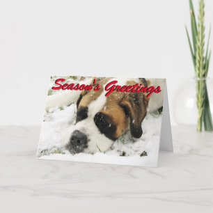 St Bernard Christmas card