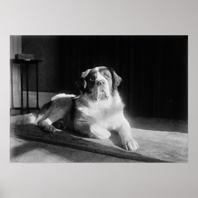 St. Bernard Dog 1917 Vintage Poster (Front)