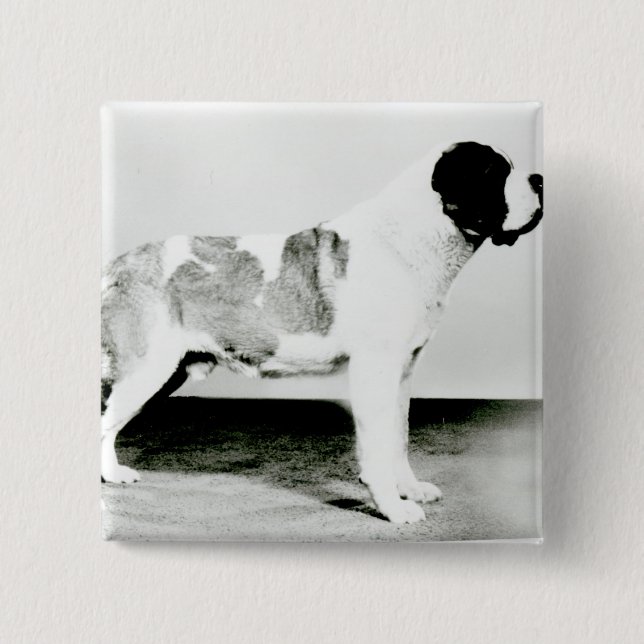 St. Bernard Dog 2 Inch Square Button (Front)