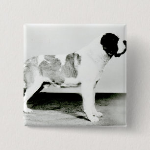 St. Bernard Dog 2 Inch Square Button