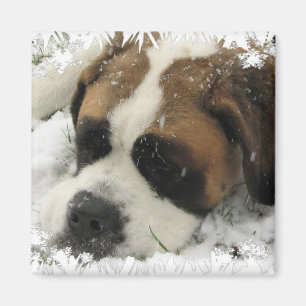 St Bernard Dog Magnet