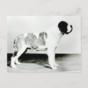 St. Bernard Dog Postcard