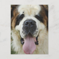 st bernard postard