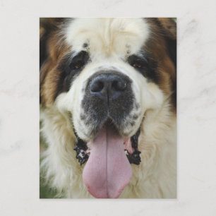 st bernard postard postcard