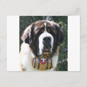 St-bernard Postcard