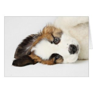 St. Bernard Puppy